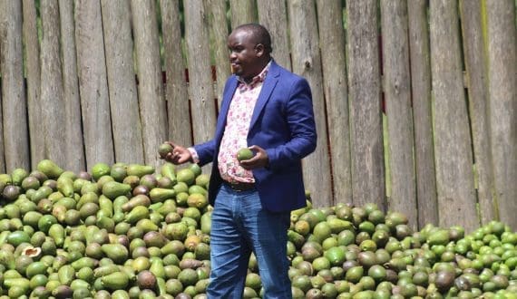 Thumbnail for Kenya’s Bomet farmers turn to avocado farming for better income
