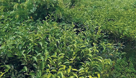 Thumbnail for Uganda’s tea industry in crisis as farmers abandon plantations over plunging prices 