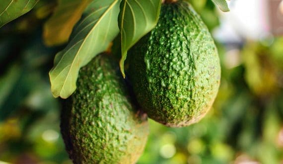 Thumbnail for South African avocados head to Europe amid promising export season