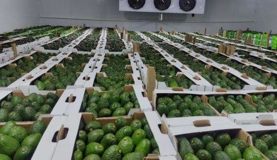 Thumbnail for Kenyan avocados face tough European market as shipping crisis drags on