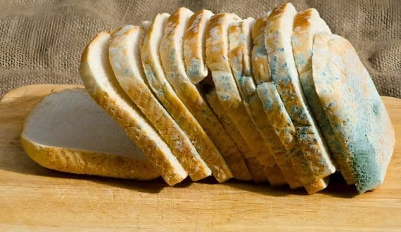 Thumbnail for Global experts unite to tackle mycotoxin threat at World Forum in Austria