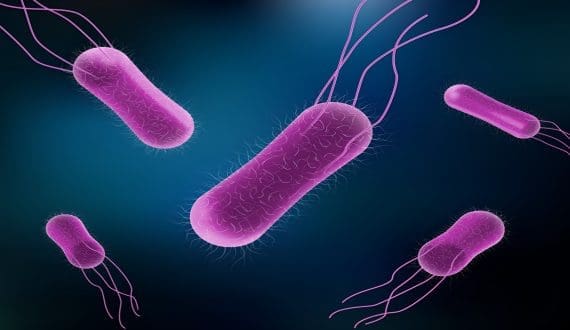 Thumbnail for Salmonella contamination prompts widespread recalls across Canada