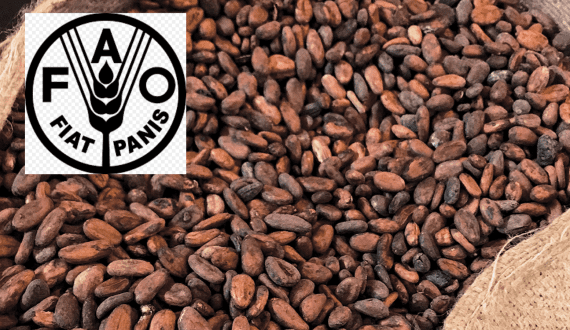 Thumbnail for FAO invests US$200M to restore 18,000 hectares of degraded land for cocoa