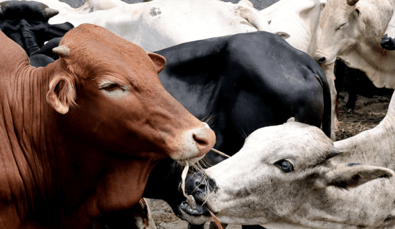Thumbnail for Côte d’Ivoire eases import taxes on animal feed to boost livestock, meat production