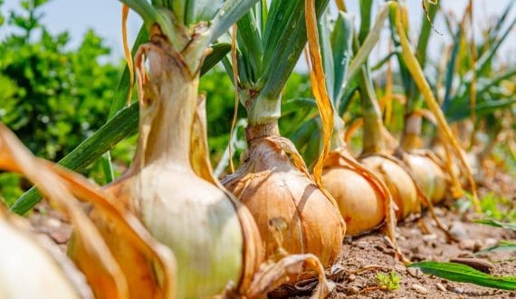 Thumbnail for Concern rises as inexperienced exporters flood Egyptian onion market