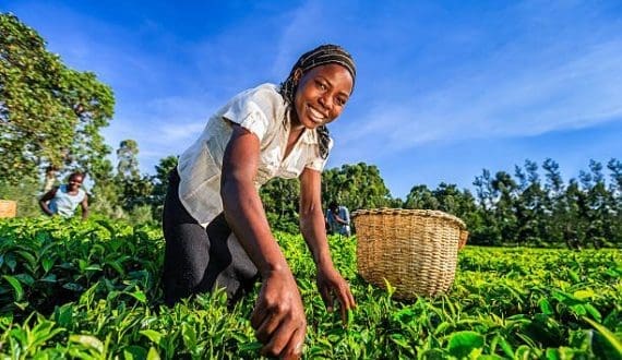Thumbnail for Kenya’s Williamson, Kapchorua tea firms issue profit warnings amid global tea market challenges 
