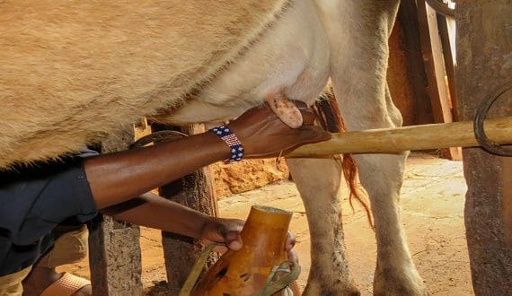 Thumbnail for China suspends meat imports from South Africa amid Foot-and-Mouth Disease outbreak