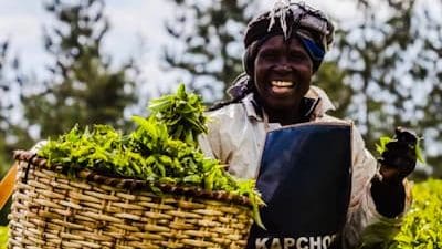 Thumbnail for Williamson Tea, Kapchorua Tea raise dividends above profits as retained earnings support higher shareholder payouts