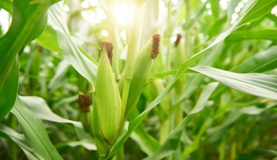 Thumbnail for IITA’s new maize hybrid delivers on yield, resilience, food safety