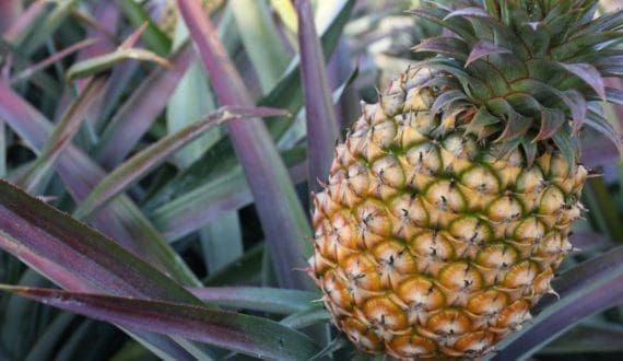 Thumbnail for Benin signs agreement to improve fruit quality and market access