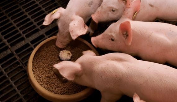 Thumbnail for Petition pushes FDA to ban ractopamine in feed production amid global concerns