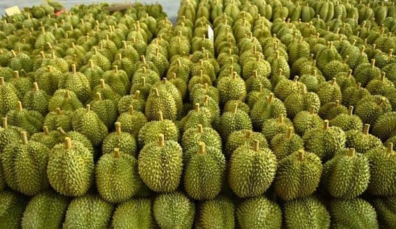 Thumbnail for Thailand tightens food safety rules as fruit exports to China face more checks