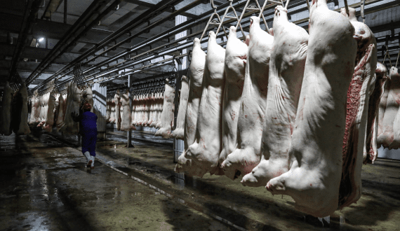 Thumbnail for Brazil’s pork export volume is rising despite price challenges – CEPEA