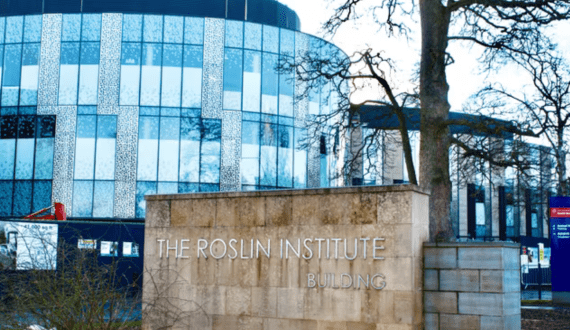 Thumbnail for Roslin Institute creates stable pig fat cells for cultivated meat