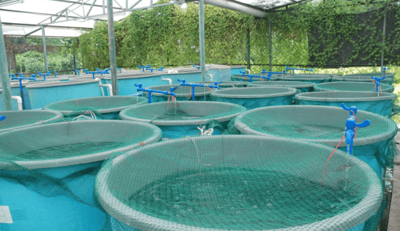 Thumbnail for Nigeria to invest US6.2M in building new aquaculture centre in Epe