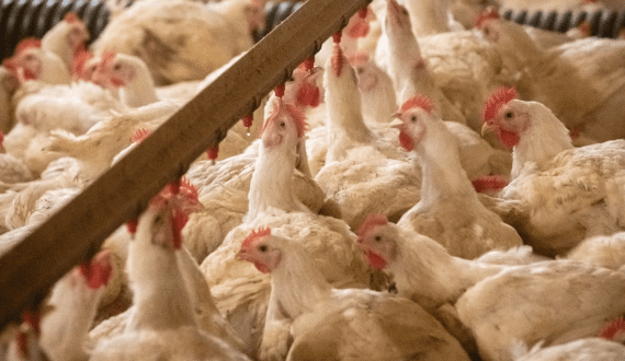 Thumbnail for Animal welfare officers euthanize over 350,000 Daybreak Foods’ chickens