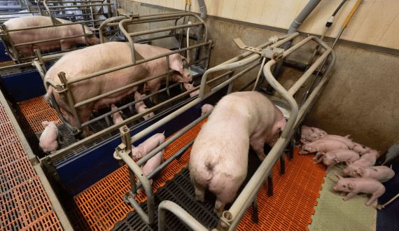 Thumbnail for UK pork trade grows in Q1 2025 as China leads export volume increase