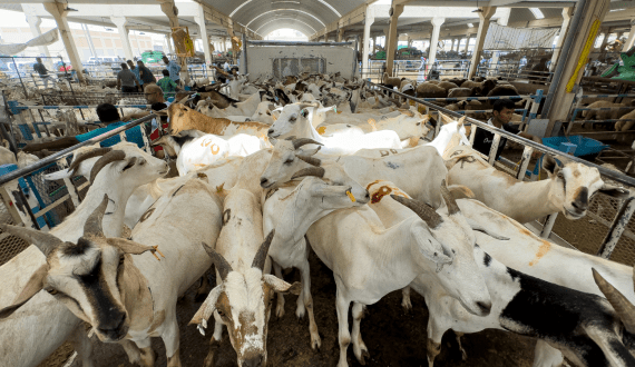 Thumbnail for Qatar’s livestock sector records steady growth in 2024 with over 1.1 million animals