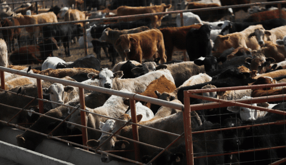 Thumbnail for US to resume cattle imports from Mexico by end of 2025