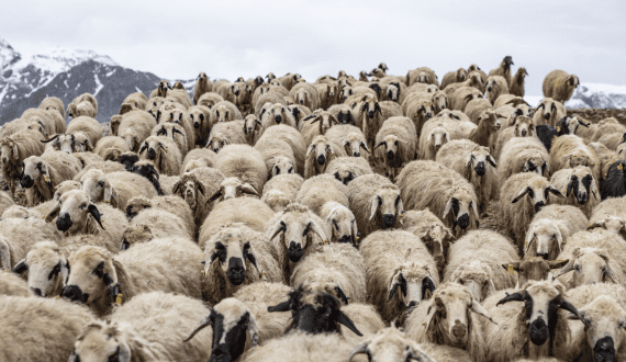 Thumbnail for ACIAR to invest US$2.4M to support sheep, goat farmers in Ethiopia and Pakistan