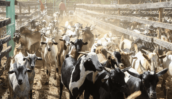 Thumbnail for ILRI develops new vaccine to target goat plague in Africa