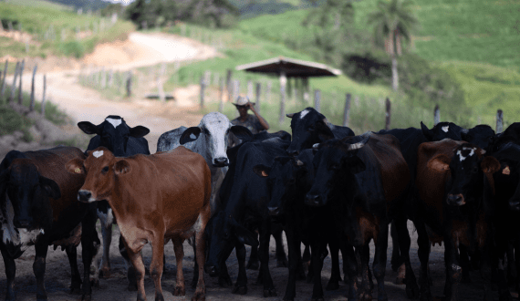 Thumbnail for WOAH grants Brazil FMD-free status as poultry exports face EU ban