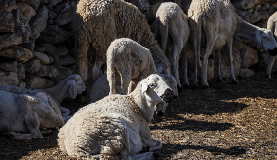 Thumbnail for Morocco to invest US$674M in livestock recovery program