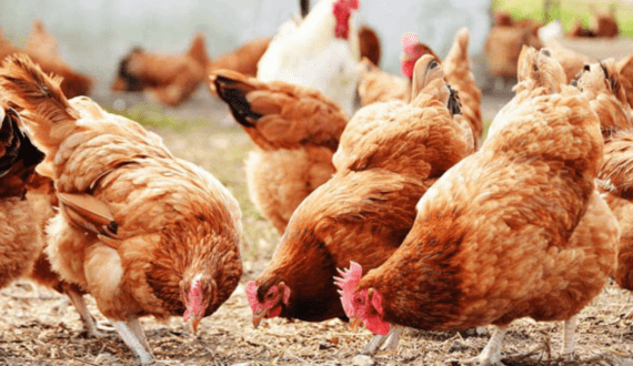 Thumbnail for South African consumers could face price hikes if Brazilian poultry is banned – AMIE