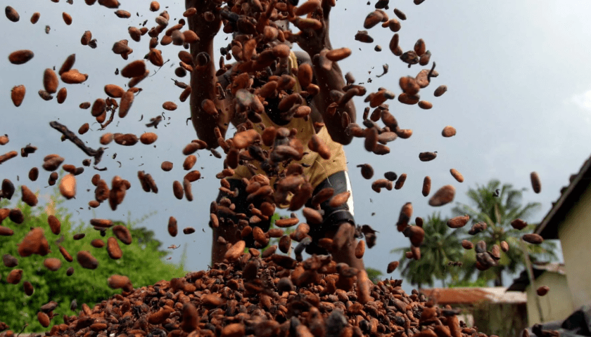 Thumbnail for Ivory Coast slows cocoa export sales amid El Nino concerns