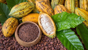Ghana COCOBOD releases US$229.4M to licensed buying companies for Ccocoa farmer payments