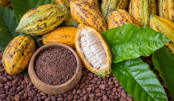 Thumbnail for Ethiopia embarks on cocoa development drive to diversify agricultural exports 