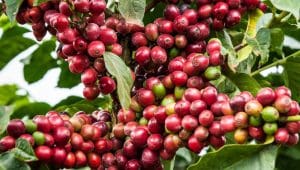 Tanzania coffee farmers earn over US$10.98M as Kagera coffee auctions deliver strong prices