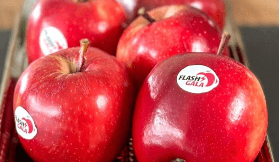 Thumbnail for Flash Gala apples strengthen South Africa–India trade ties