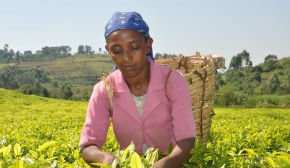 Thumbnail for MIDROC Ethiopia expands tea investment with major cultivation and processing projects 