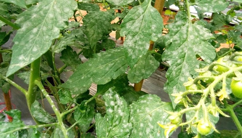 Thumbnail for Tunisia’s 2025 tomato harvest set to drop 15% as downy mildew spreads