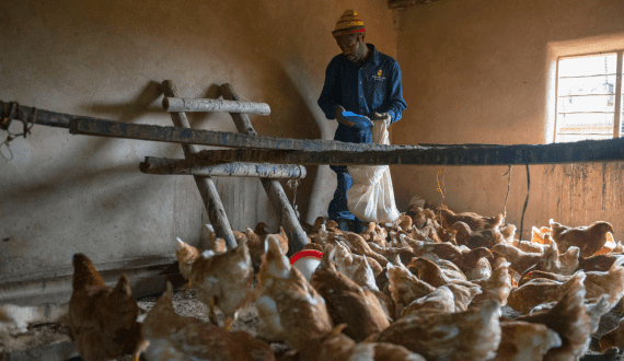 Thumbnail for Lesotho poultry farmers face crisis after US$31.4M US-funded project ends abruptly