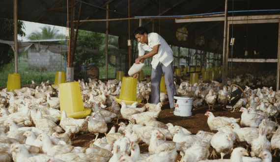 Thumbnail for Thailand’s poultry industry gains ground amid Brazil’s avian flu setback