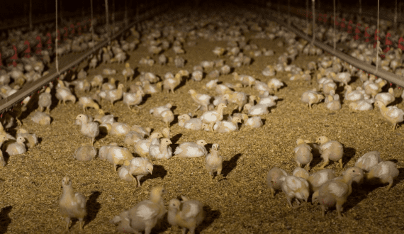 Thumbnail for NSPCA moves against Daybreak Farms due to animal cruelty concerns