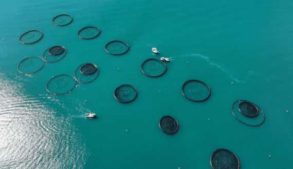 Thumbnail for Germany, Brazil to takein expanding circular aquaculture systems
