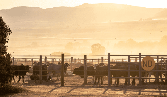 Thumbnail for Disease outbreaks disrupt meat supply in South Africa