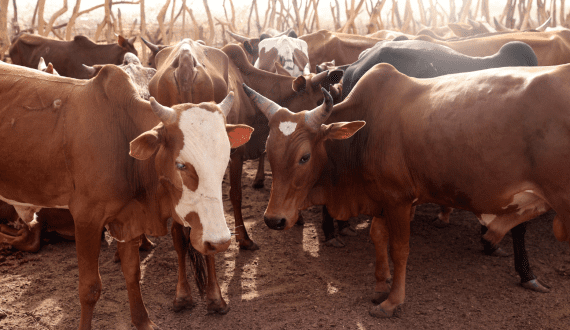 Thumbnail for Zimbabwe rolls out digital livestock tracking system to boost meat industry
