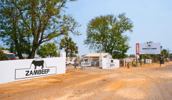 Thumbnail for Zambeef Products PLC opens new US$15M poultry facility at Chisamba Huntley farm