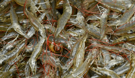 Thumbnail for India commits over US$581M to expand shrimp farming