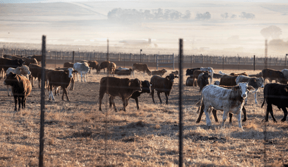 Thumbnail for Burkina Faso explores Brazilian expertise to improve meat industry