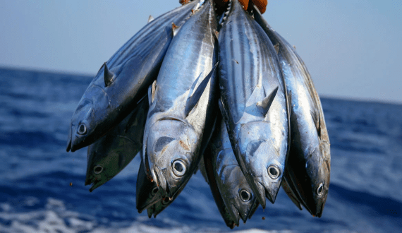 Thumbnail for Global fish stocks facing mounting pressure, FAO says in new report