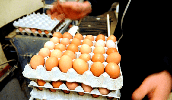 Thumbnail for Oman Flour Mills vows to expand egg prodution by 15% in two years