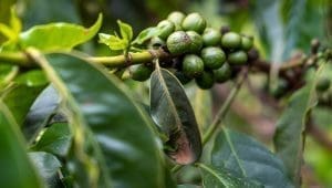 USDA forecasts record global coffee production and exports in 2026/27