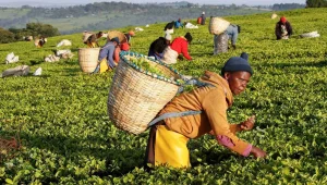 Tea farmers demand withdrawal of Kenya’s 0.8% tea levy amid falling returns