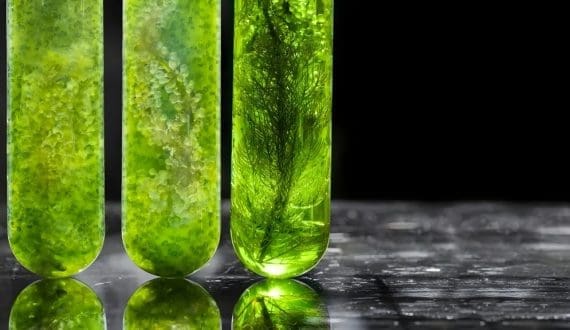Thumbnail for Mara secures US$9.1M investment to scale algae-derived omega-3 production