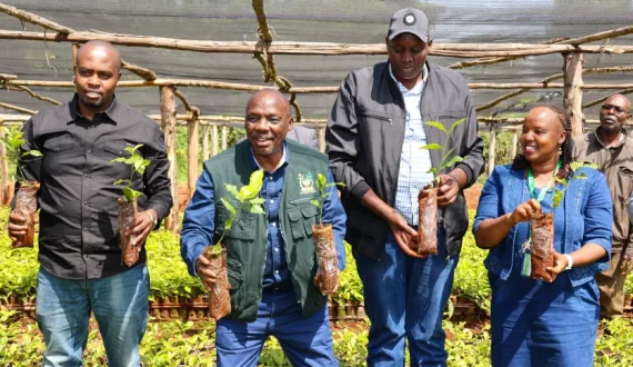 Thumbnail for Kenya unveils mosquito-resistant tea clones 